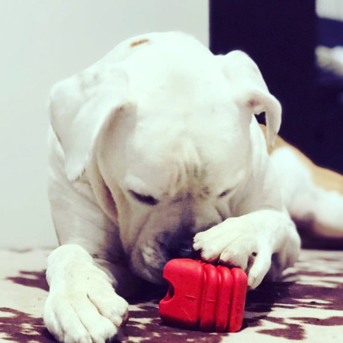 Heart on a String Dog Toy - Durable Rubber Tug Toy for Large Dogs 