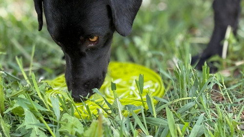 Citrus Design eMat - Enrichment Lick Mat For Dogs and Cats 
