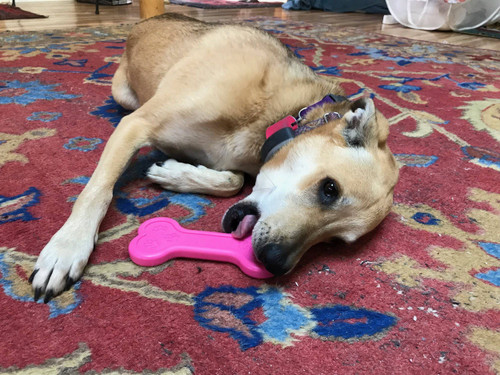Bone eChew Ultra Durable Nylon Dog Chew Toy for Aggressive Chewers 