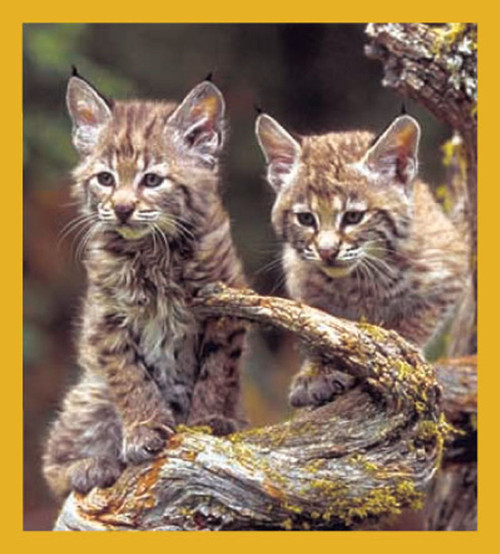 Bobcats - Magnetic Bookmark