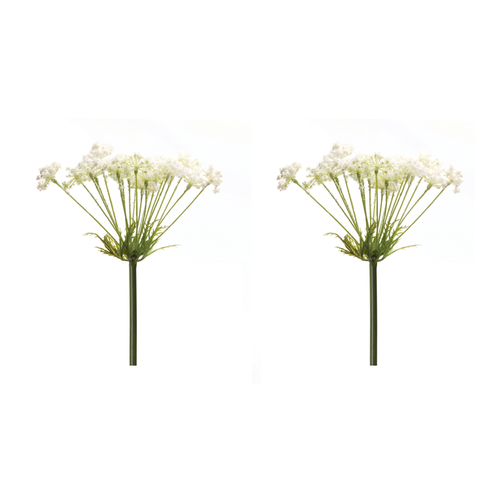 Queen Anne's Lace Stem 