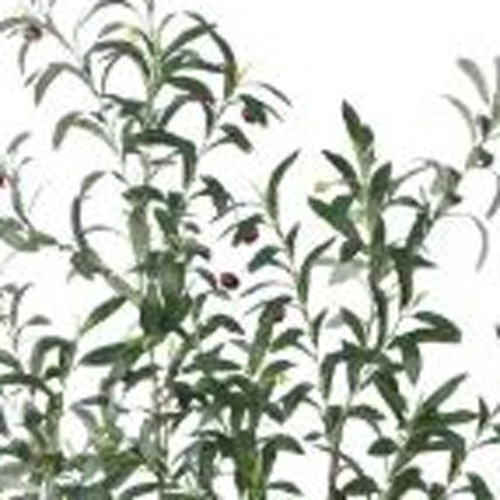7" Green Artificial Olive In Cylindrical White Cement Pot - 880016548815