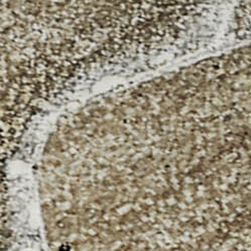 3' X 5' Brown Ivory And Gray Abstract Washable Area Rug With UV Protection - 880016725117