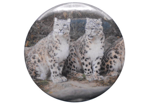 Snow Leopards