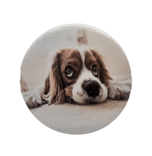 Sad Dog