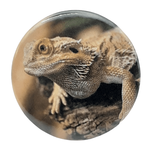 Lizard