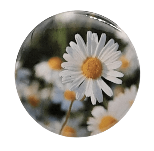Daisy