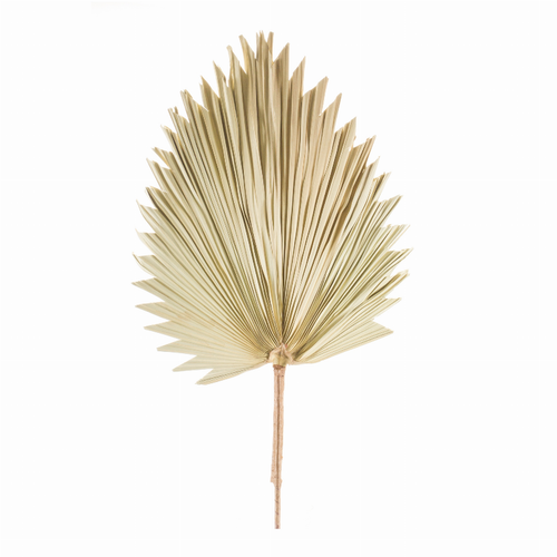 Fan Palm Leaf (Set of 6) 42"H Natural Palm