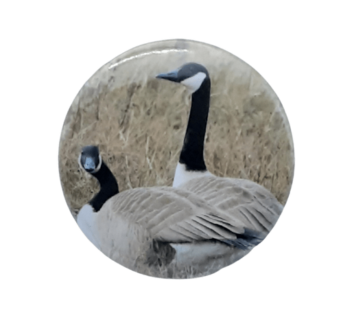Canada Geese