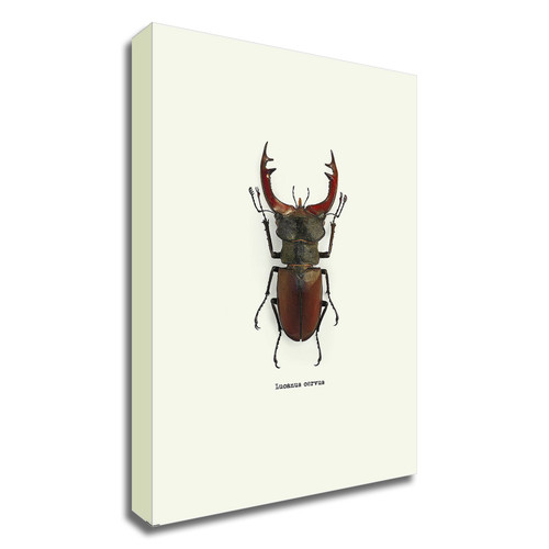 "Beetle Red" Wrapped Canvas Print Wall Art