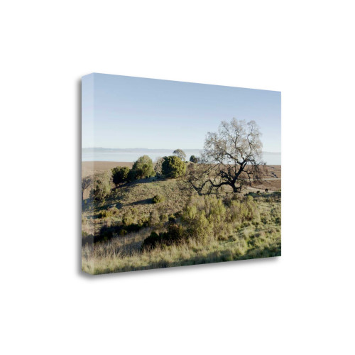 Oak Tree 38 Wrapped Canvas Print Living Room Wall Art