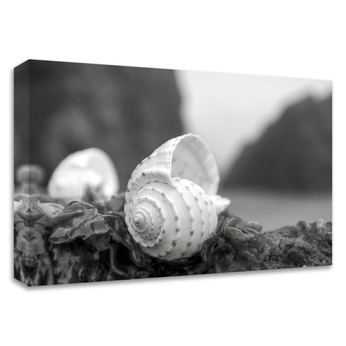 "Crescent Beach Shells 1" Wrapped Canvas Print Wall Art