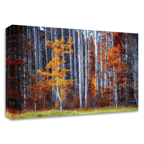 "Autumn Birches" Wrapped Canvas Print Wall Art