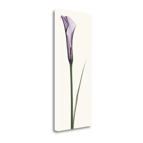 Calla Lily 2 Wrapped Canvas Print Living Room Wall Art