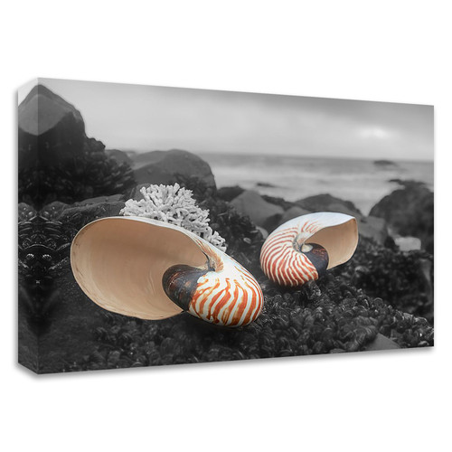 "Crescent Beach Shells 2" Wrapped Canvas Print Wall Art