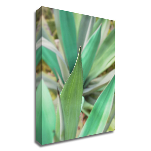 "Agave Succulent #3" Wrapped Canvas Print Wall Art