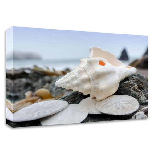 "Crescent Beach Shells 11" Wrapped Canvas Print Wall Art