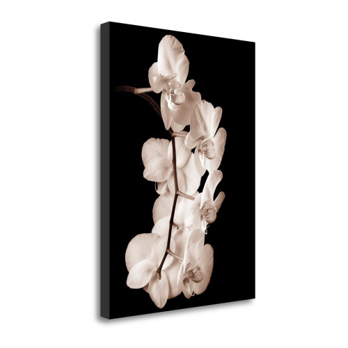 Orchid Dance I Wrapped Canvas Print Wall Art