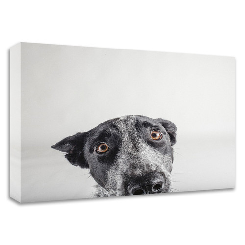 "Blue Zuck" Wrapped Canvas Print Wall Art