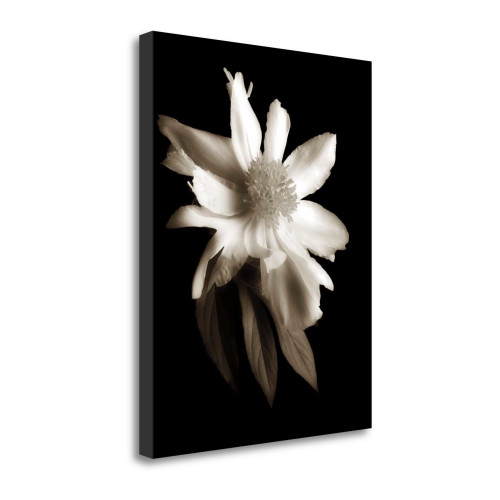 Portrait In White Ii Wrapped Canvas Print Wall Art