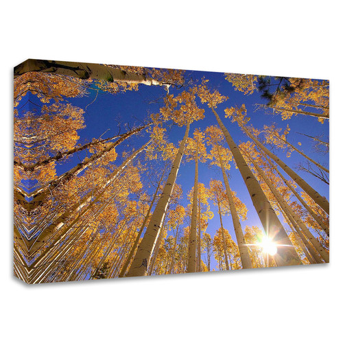 "Winter Aspens" Wrapped Canvas Print Wall Art