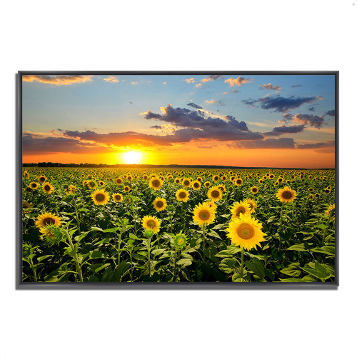 Sunflower Sunset 4 Black Wrapped Canvas Print Wall Art