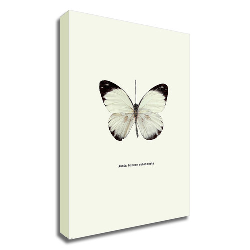 "White Butterfly" Wrapped Canvas Print Wall Art