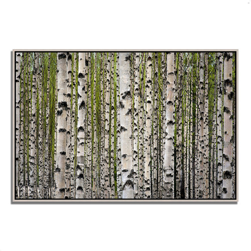 Spring Birch 4 Silver Wrapped Canvas Print Wall Art