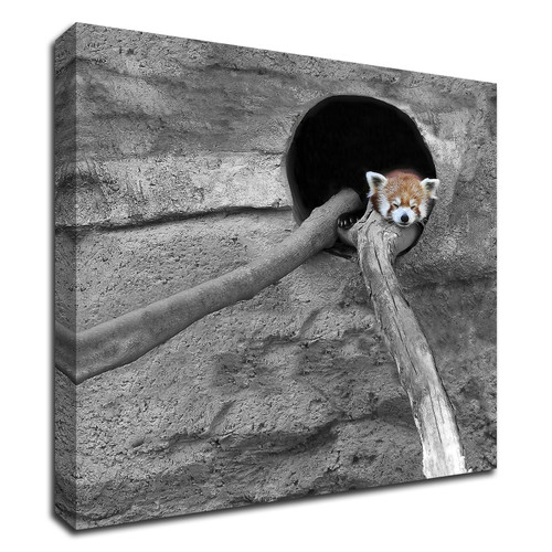 Red Panda Sleeping Wrapped Canvas Print Wall Art