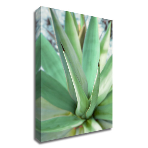 "Agave Succulent #1" Wrapped Canvas Print Wall Art