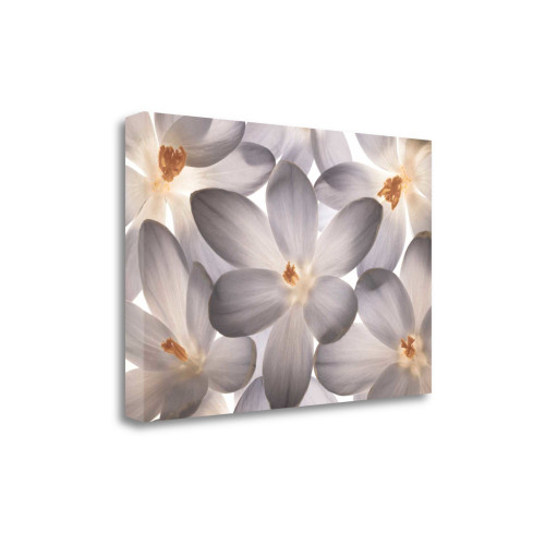 Petal Perfect 3 Wrapped Canvas Print Living Room Wall Art