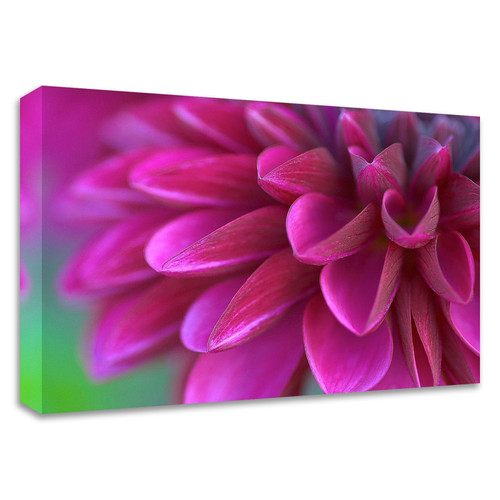 "Pink Chrysanthemum" Wrapped Canvas Print Wall Art