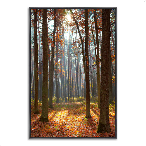 Autumn Forest 7 Black Wrapped Canvas Print Wall Art