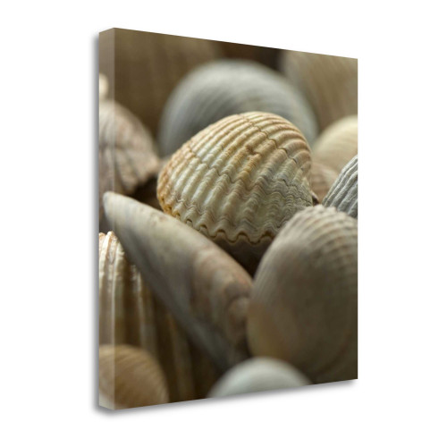 Shells 2 Wrapped Canvas Print Living Room Wall Art