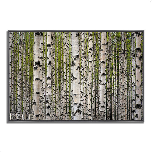 Spring Birch 3 Black Wrapped Canvas Print Wall Art