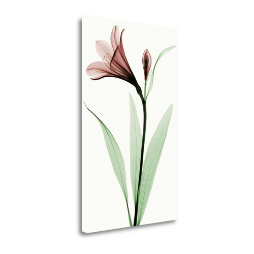 Lily I Wrapped Canvas Print Wall Art