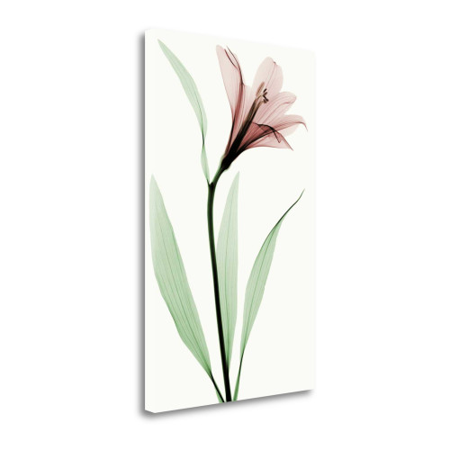 Lily Ii Wrapped Canvas Print Wall Art