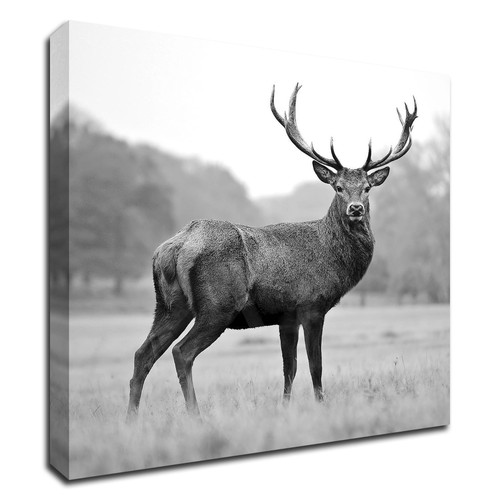 "Proud Deer" Wrapped Canvas Print Wall Art