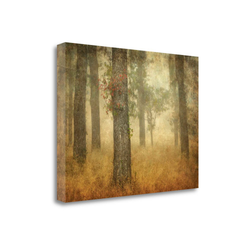 Oak Grove In Fog 2 Wrapped Canvas Print Wall Art