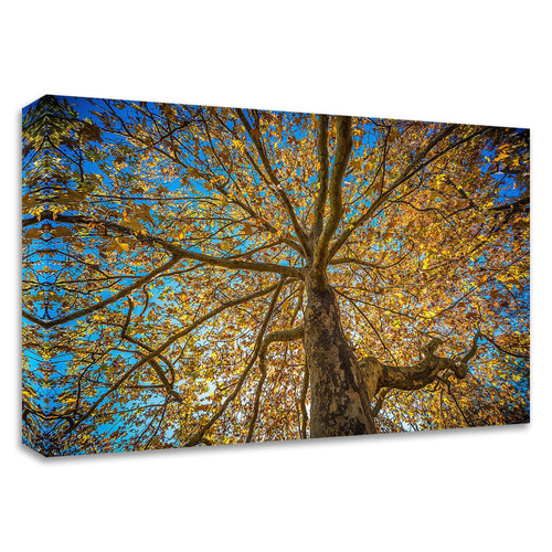 "Fall Tree" Wrapped Canvas Print Wall Art