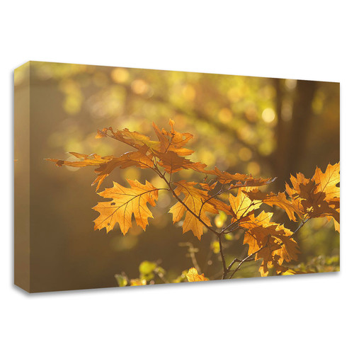 "Autumn Light" Wrapped Canvas Print Wall Art