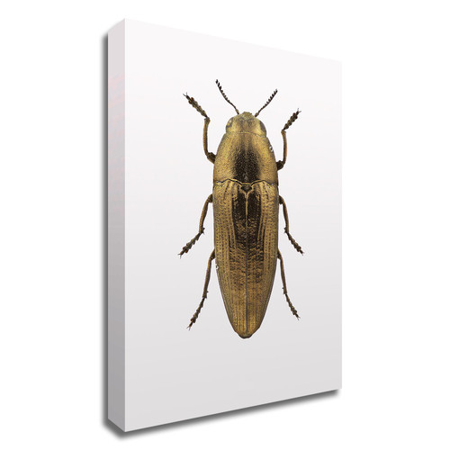Beetle 4 Wrapped Canvas Print Wall Art