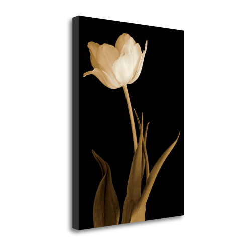 Splendid Beauty 2 Wrapped Canvas Print Wall Art