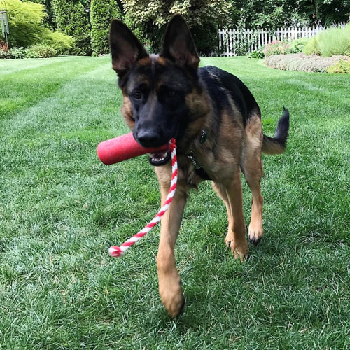USA-K9 Firecracker Durable Rubber Floating Training Dummy 