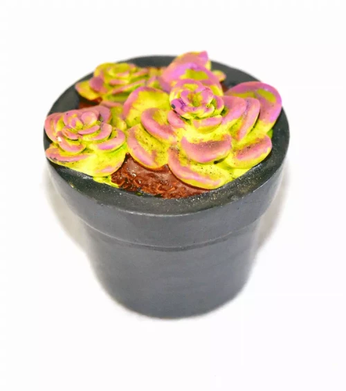 Garden Miniature Succulent