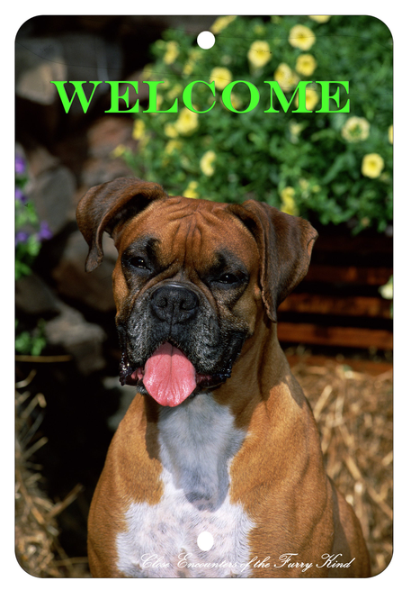Boxer Uncropped - Best of Breed  Indoor/Outdoor Aluminum Sign