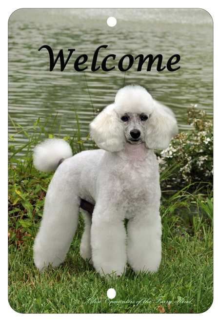 White Poodle - Best of Breed  Indoor/Outdoor Aluminum Sign