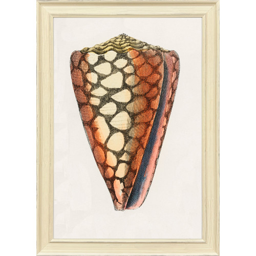 Conch Study I Distressed White Framed Wall Art