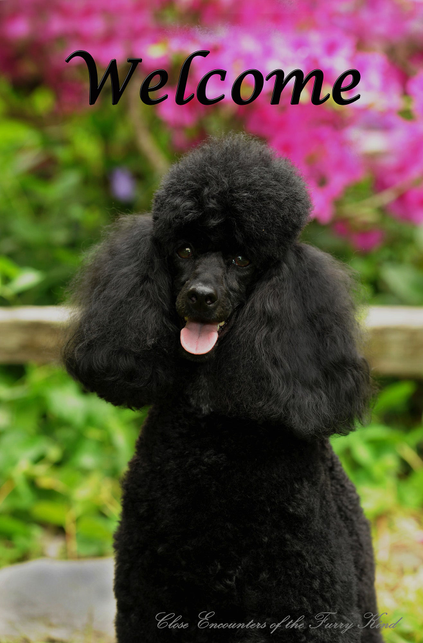 Poodle Black - Close Encounters of the Furry Kind Welcome  House and Garden Flags