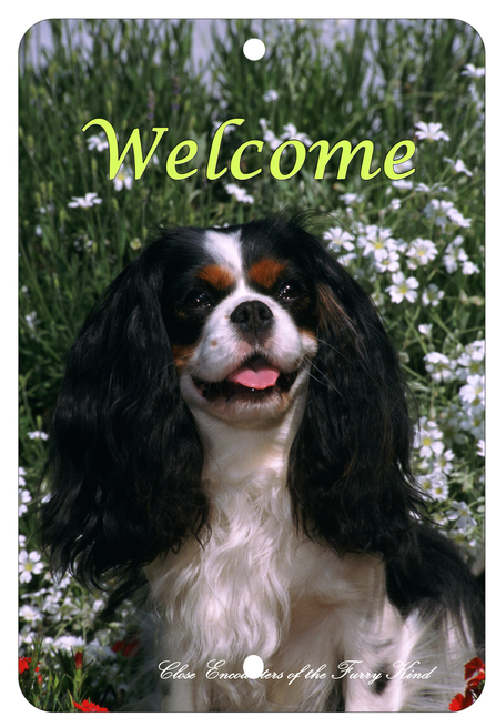 Cavalier King Charles Tri  - Best of Breed  Indoor/Outdoor Aluminum Sign